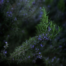 Rosemary